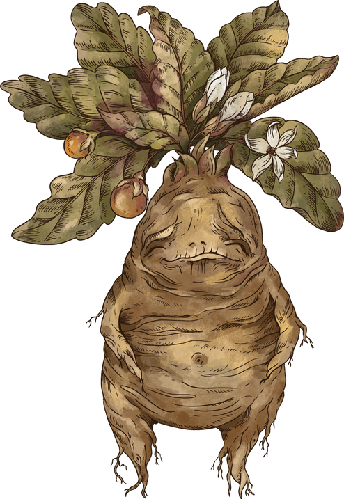 Herbology mandrake root botanical illustration
