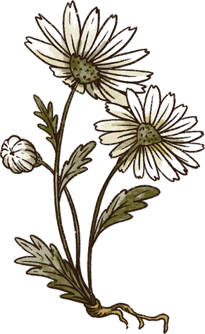 Woodland flowers chamomile natural botanical illustration