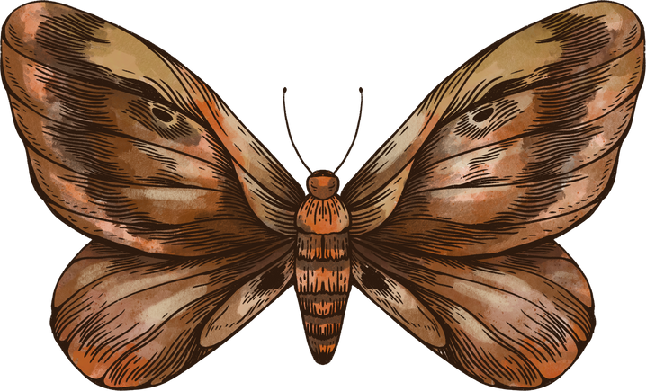 Forest moth hand drawn illustration