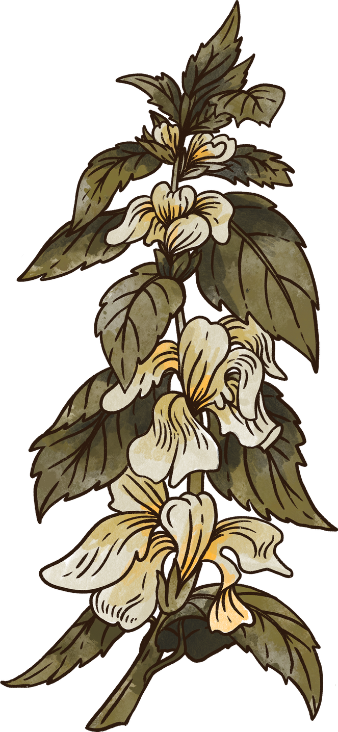 Herbology dry flowers botanical illustration