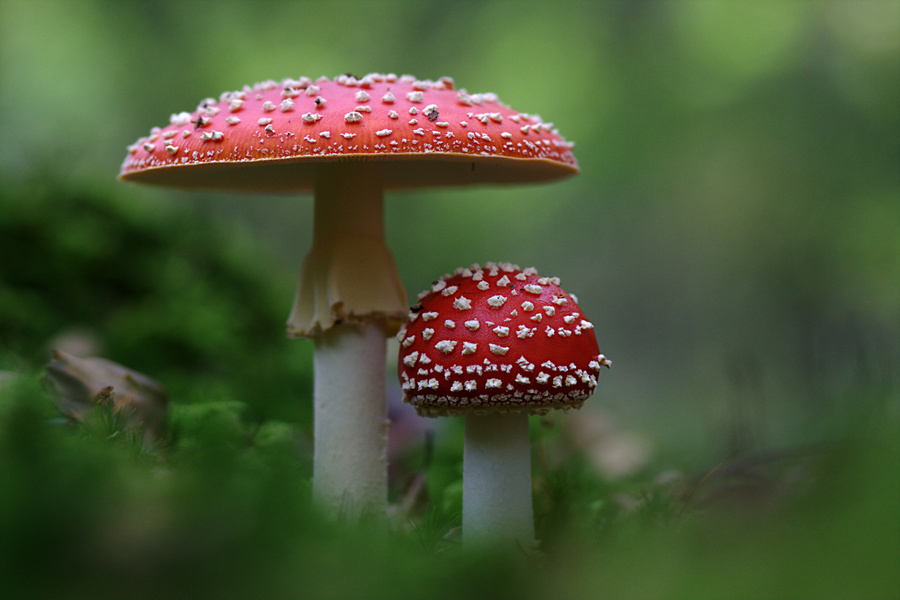 Red Mushrooms in Nature