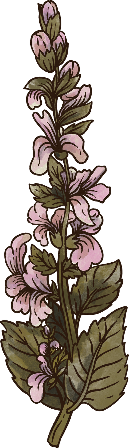 Herbology dry flowers forest plants botanical illustration